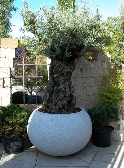 Olivenbume fr Ihr Gartenambiente - Michael Hahn Gartenbau - Ausstellung -